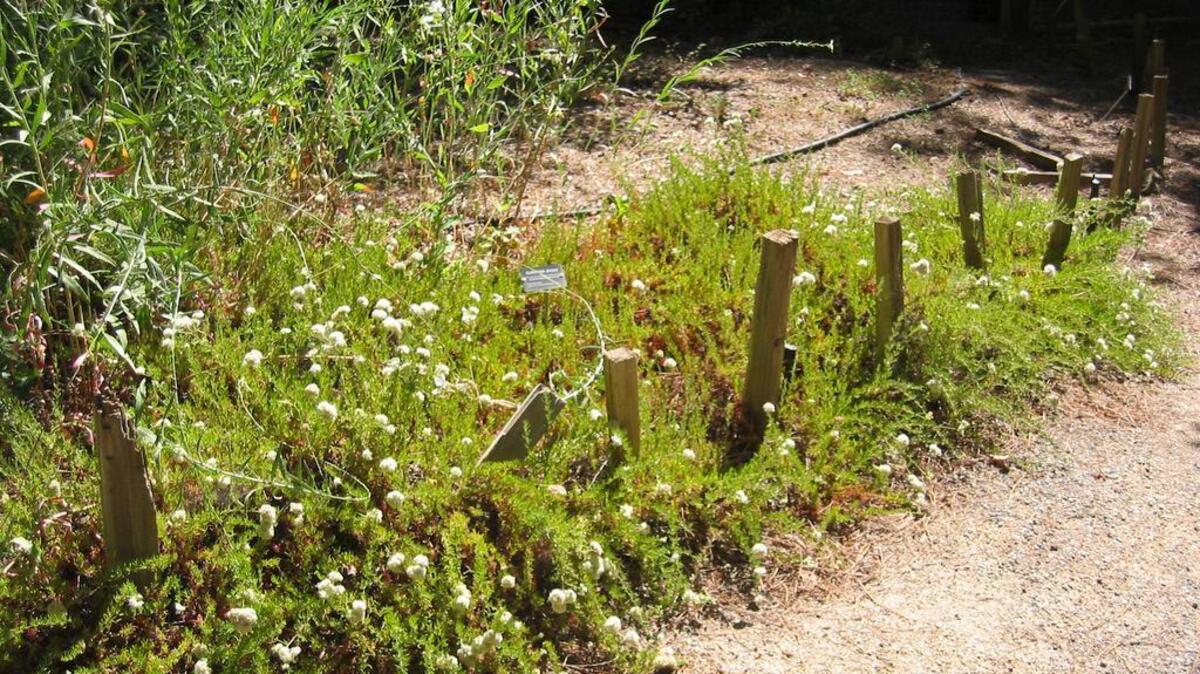 Payne’s wild buckwheat is a California native that bees love. Gardeners like it, too.