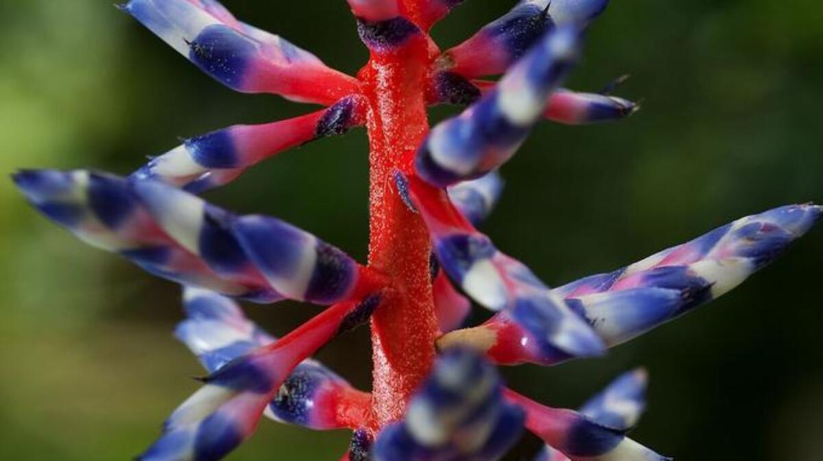 Bromeliads will be among the plants for sale at Mc Kinley Park this weekend.