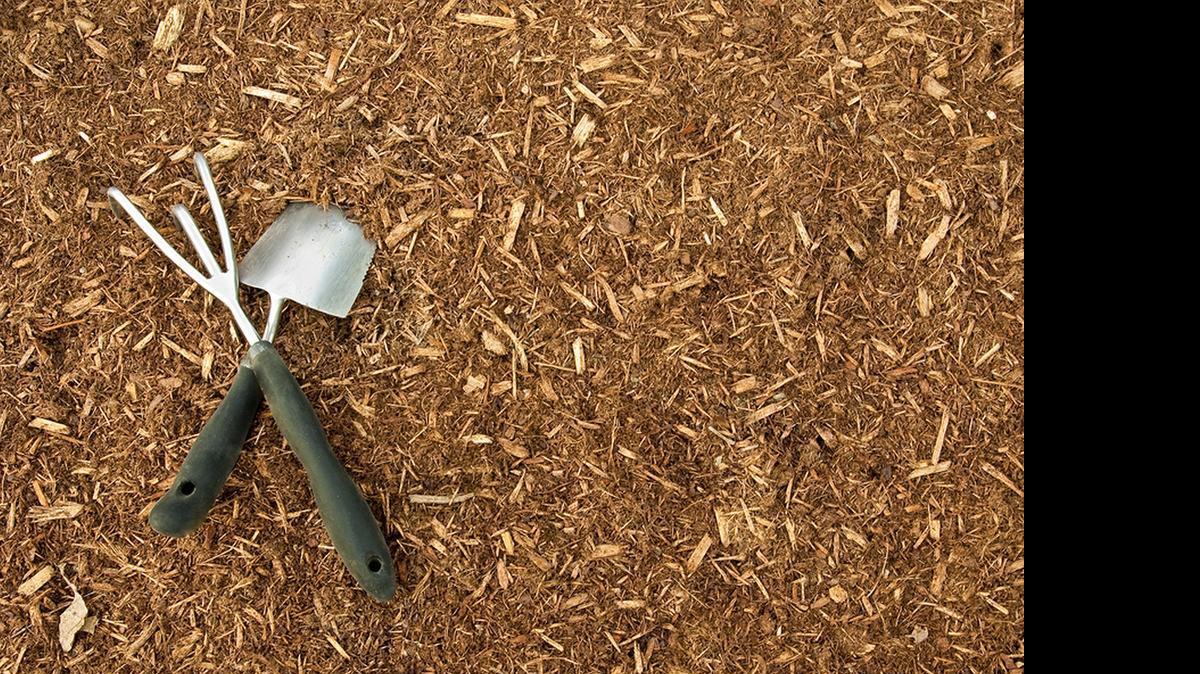 
Mulch can conserve soil moisture and provide nutrition and a buffer from the damaging effects of lawn equipment and foot traffic, but it can have drawbacks if used incorrectly.