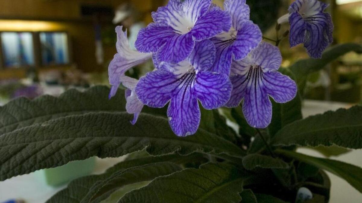 
African violets will be featured at the McKinley Park Shepard Garden and Art Center’s annual Delta Gesneriad and African Violet Society’s show and sale Saturday, Sept. 12.

