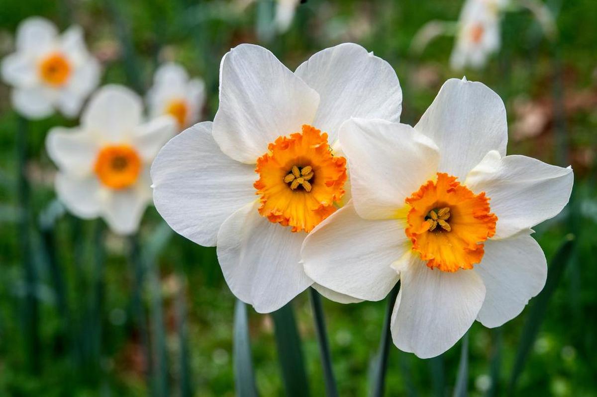 Daffodils are the delightful answer to deer grazing. Not only are daffodils toxic to deer, but the bulbs are also avoided by voles and other rodents. 