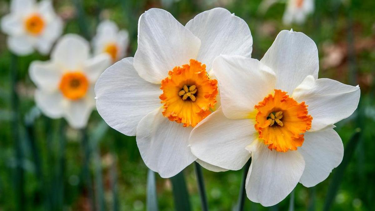 The general rule of green thumb is to plant bulbs at a depth roughly three times the height of the bulb.