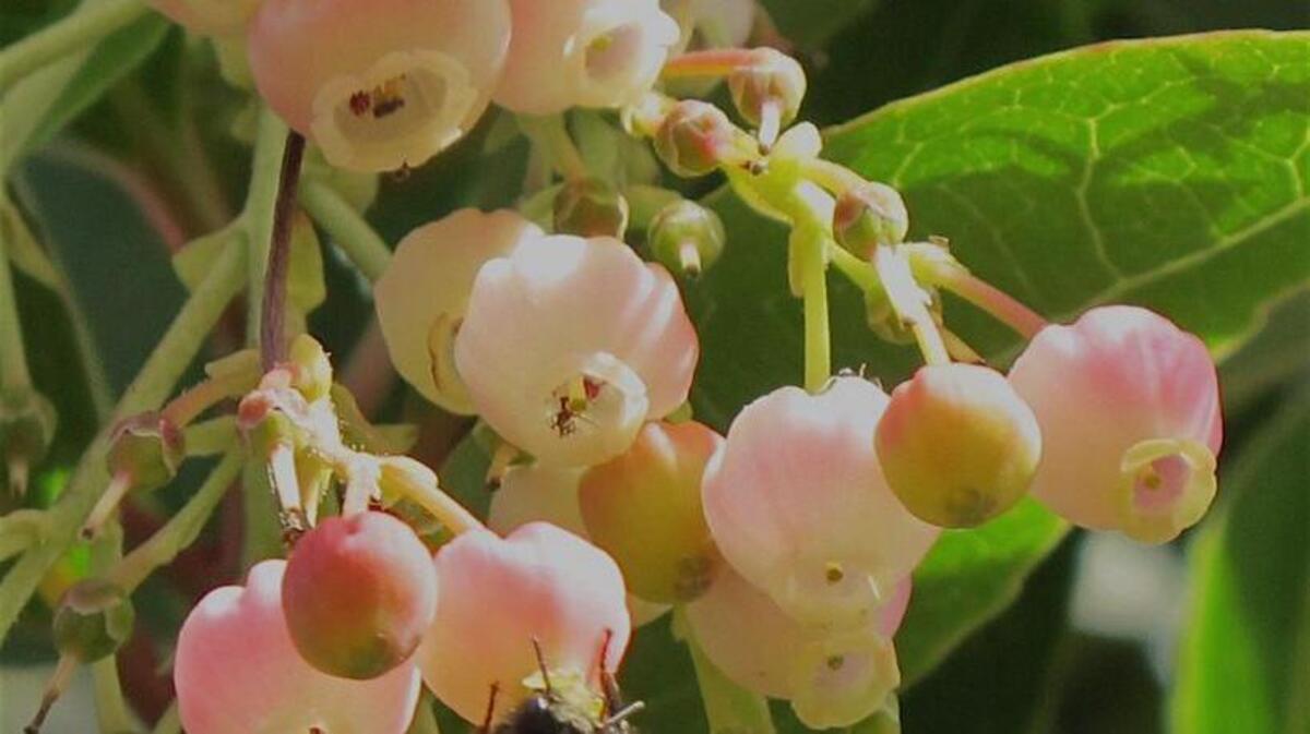 Pollinator Plant List: Bees and hummingbirds love the urn-shaped flowers of Marina madrone.