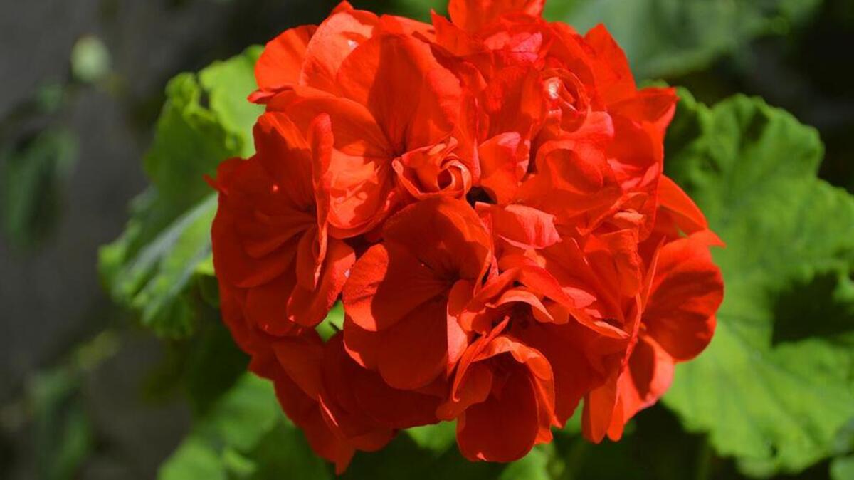 
Geraniums are annual plants, because they live just one year, then must be replanted the next year.