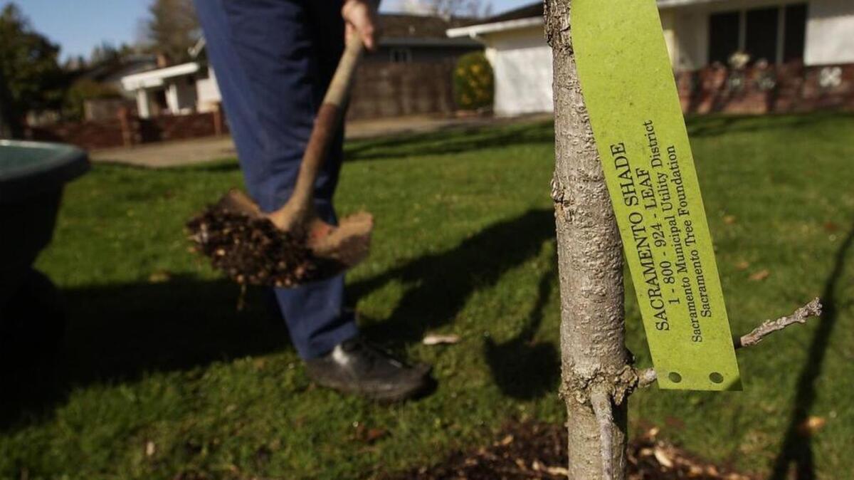 Replace a dead shade trees and you’ll reap a cooler home.