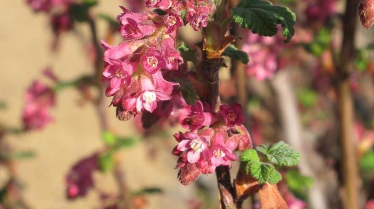 Montara chaparral currant is a native shrub that can survive without summer irrigation.