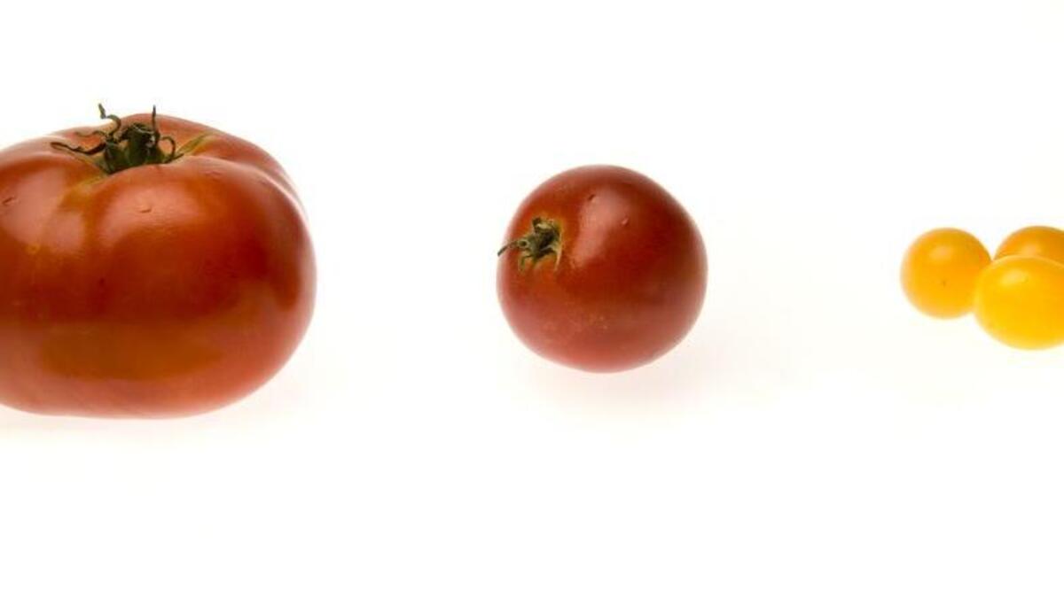 From left: beefsteak, Early Girl and yellow pear are three common varieties of backyard tomatoes.