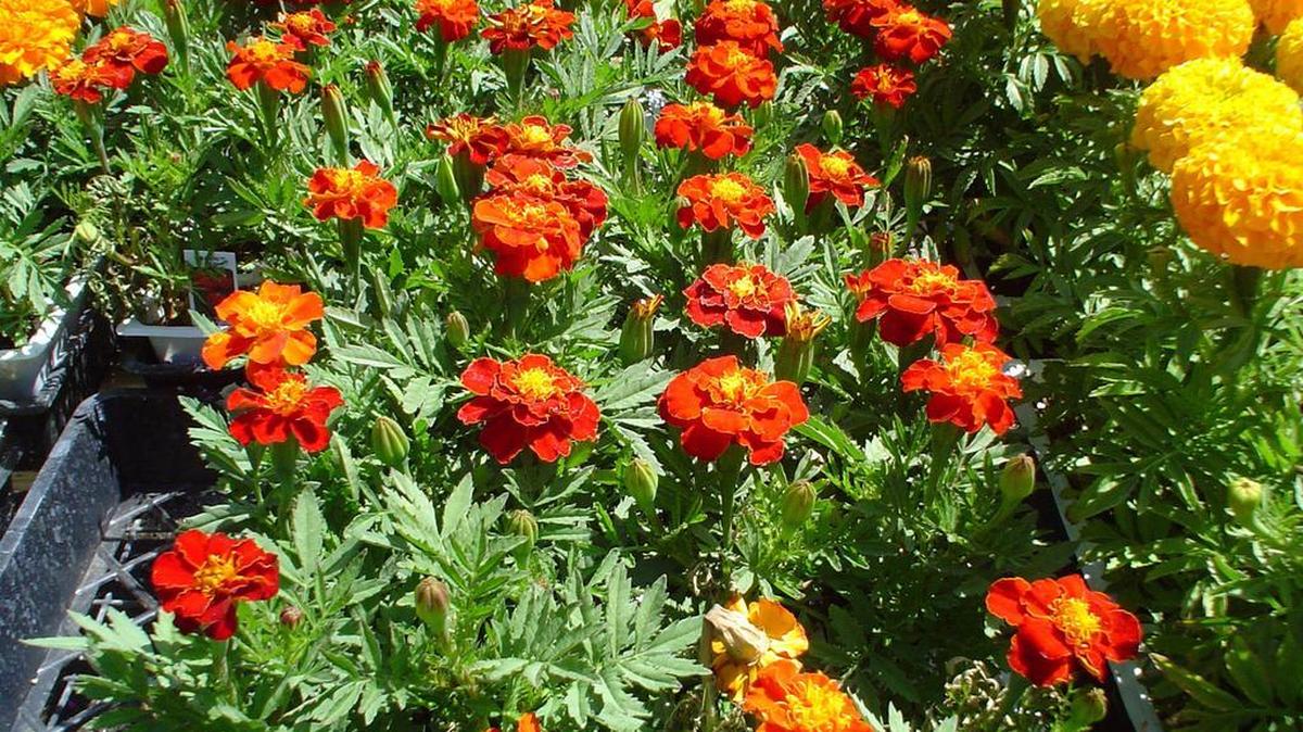 Marigolds continue to be popular among folks who think they ward of pests but you’d have to plant your yard full of them to have any effect.