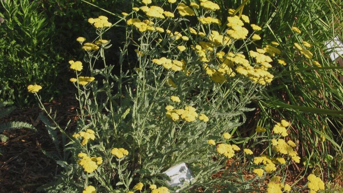 Moonshine yarrow offers bright yellow flowers throughout spring and summer.