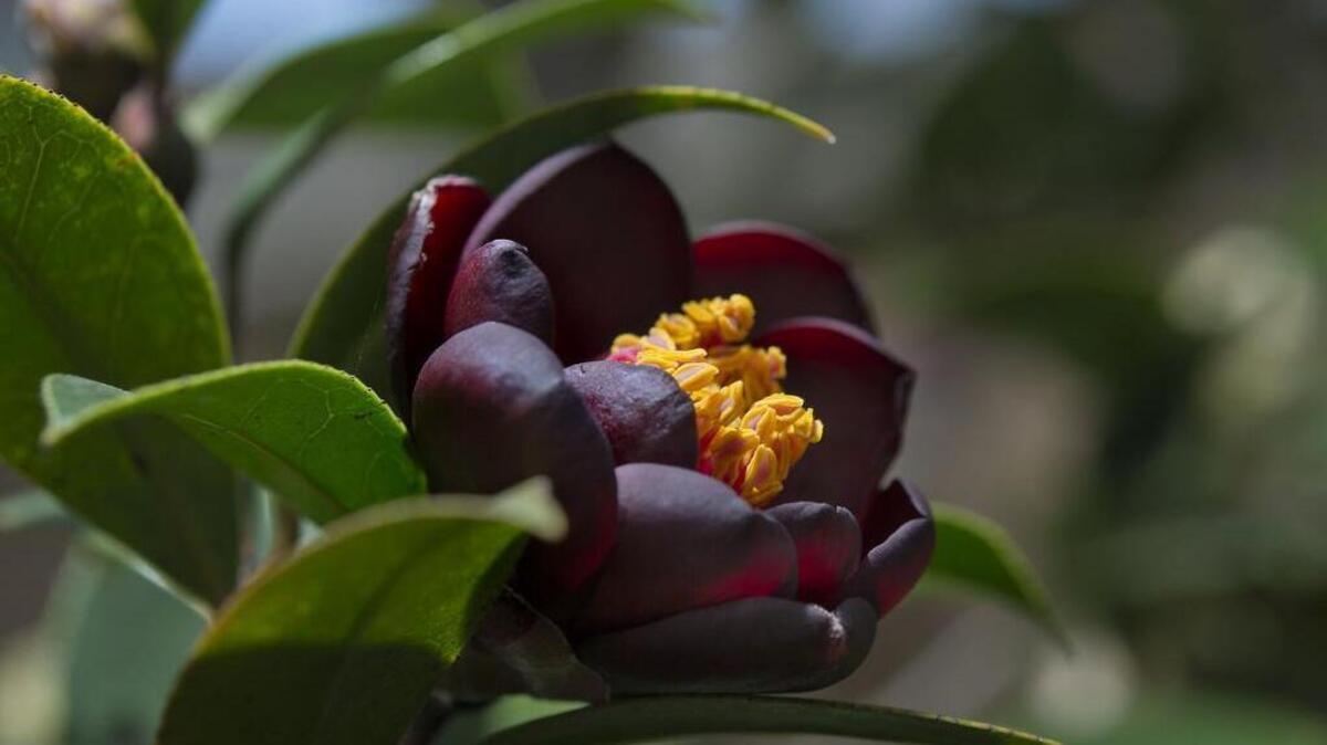 Be sure to feed camellias during their growing season.