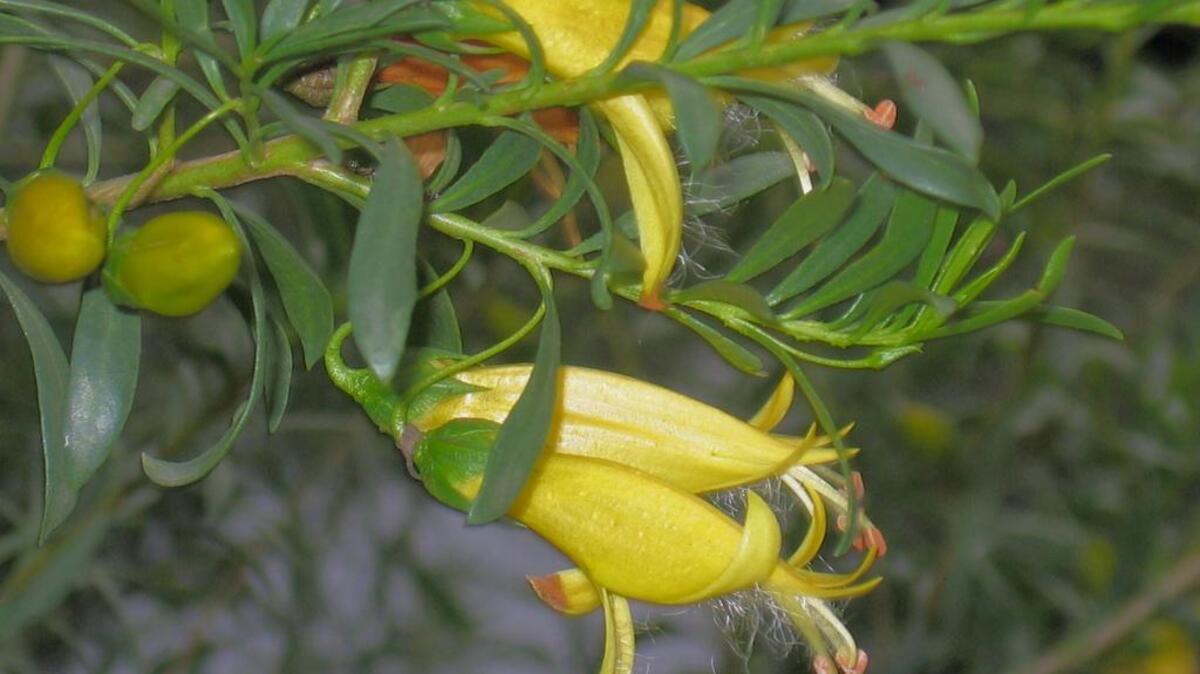 
Spotted emu bush is – you guessed it – native to Australia, but it looks nothing like its namesake flightless bird. However, hummingbirds will flock to its lemon-yellow flowers. 
