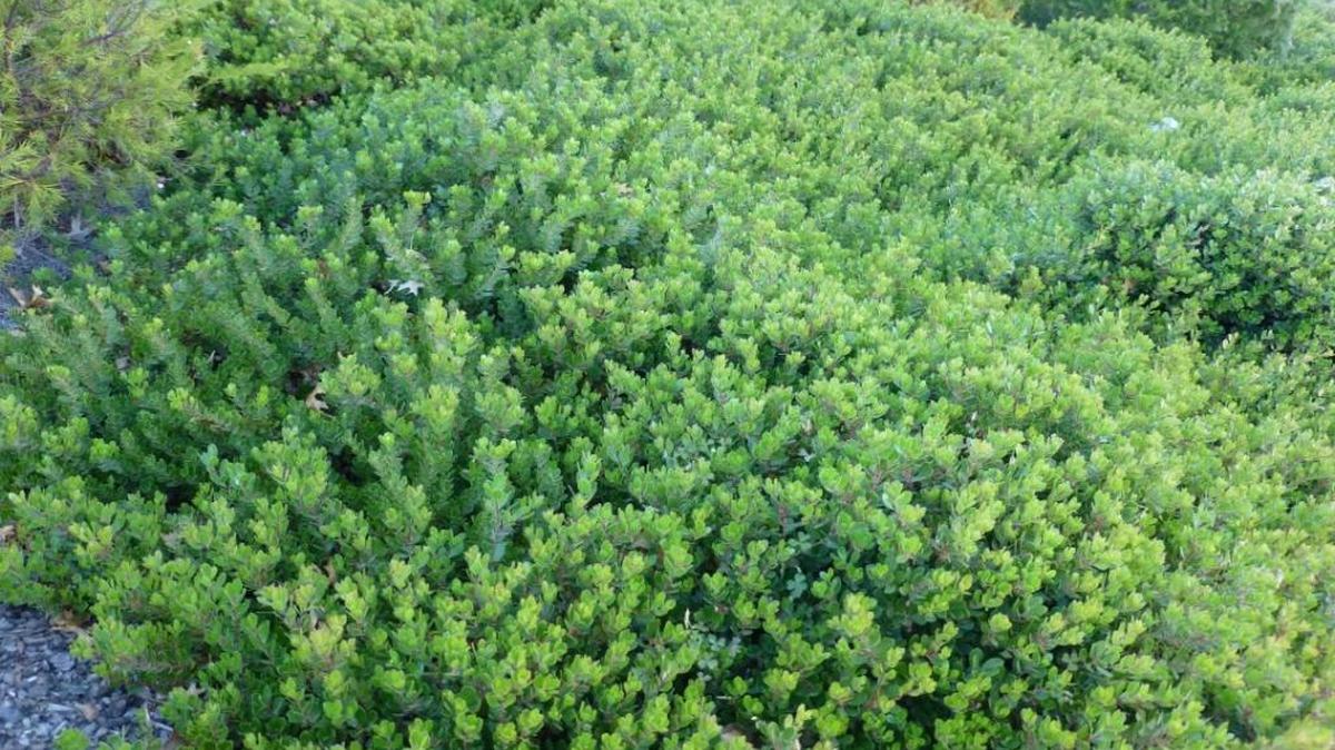 Arctostaphylos “Emerald Carpet,” commonly known as carpet manzanita, is a California native ground cover. The low-growing shrub species is a drought-tolerant plant.