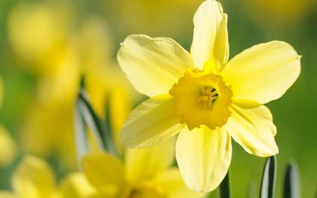 
Fall is the time to plant daffodil bulbs that will pop up in the spring.
