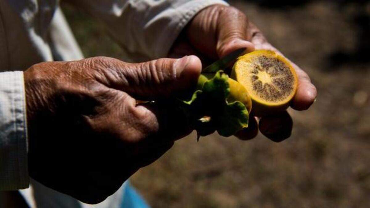 Tosh Kuratomi inspects a persimmon. During the fall, Otow Orchard will harvest about 60,000 pounds of the fruit.