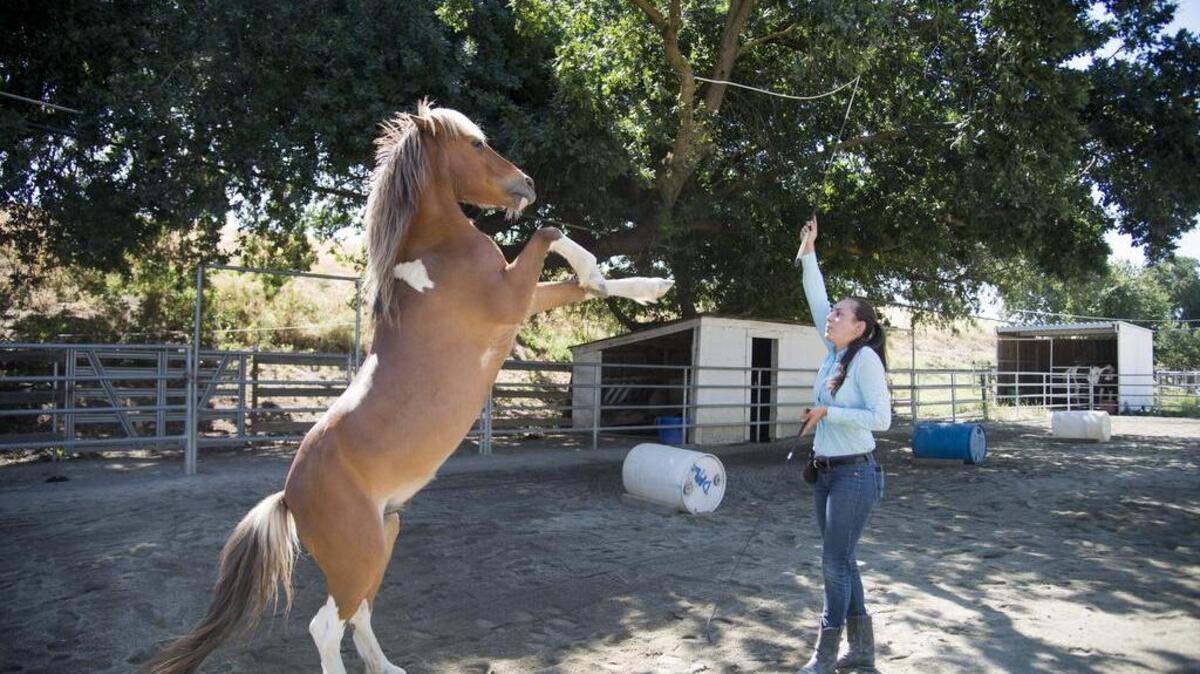 Patches goes through the paces with Finkelstein in Valley View Acres in North Natomas. How do you care for horses at home? They need special attention, amenities and care.