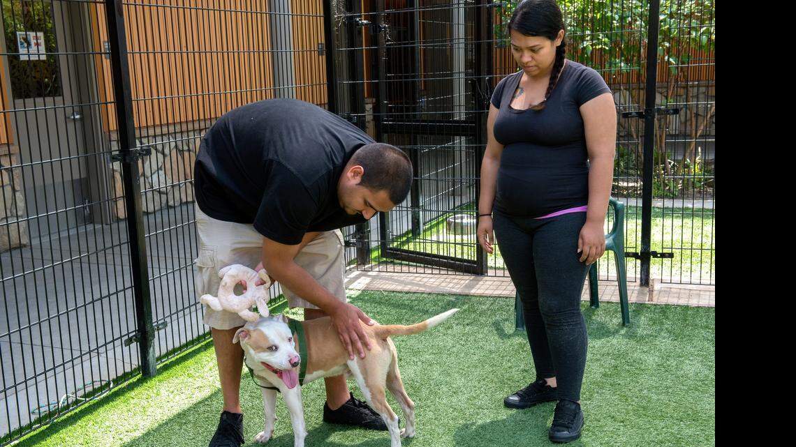 
Jesse Vallejo spends time with a 1-year-old pit bull as Stacy Alberto, right, observes on Thursday at the Sacramento County animal shelter. “I’m looking for a dog that will adjust to my 6-year-old daughter and my baby on the way,” said Alberto. After the interaction they headed to the adoption line. 
