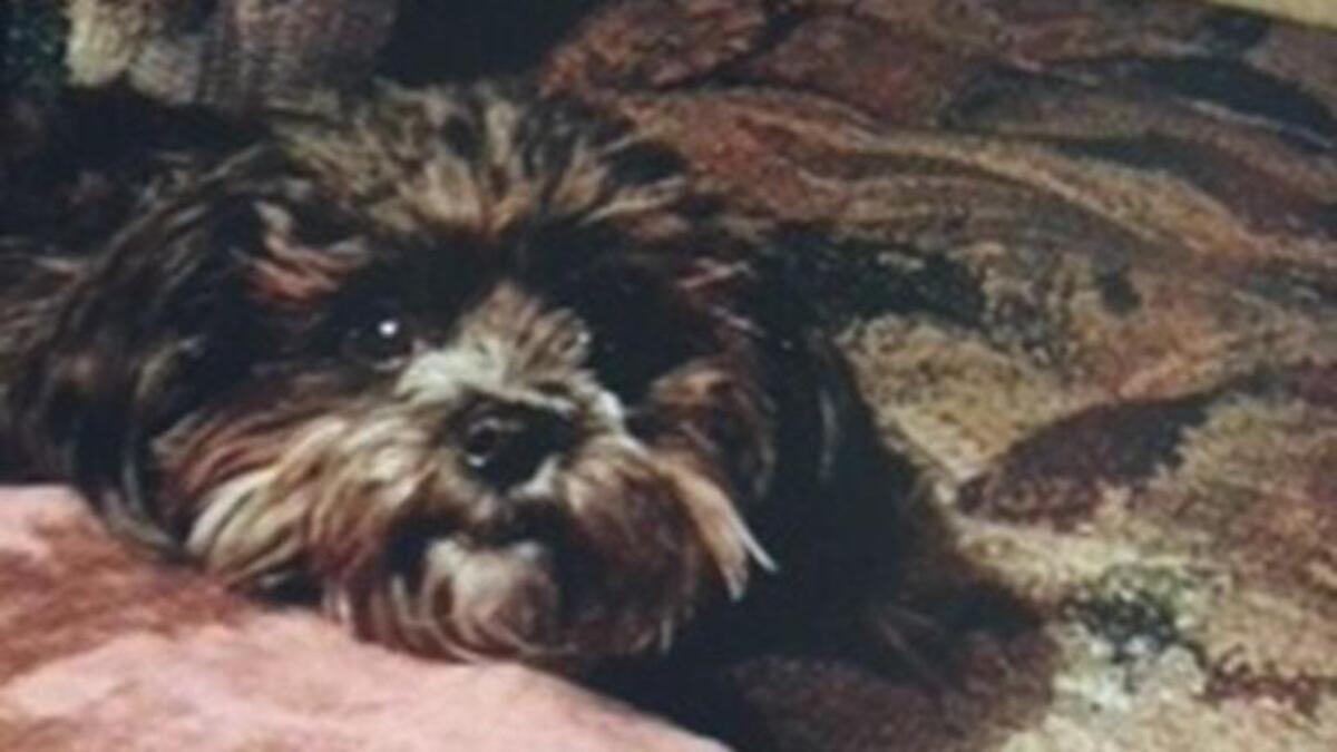 A Southwest Airlines employee plans to accompany Cassie on the flight to Dallas Love Field on Thursday.
