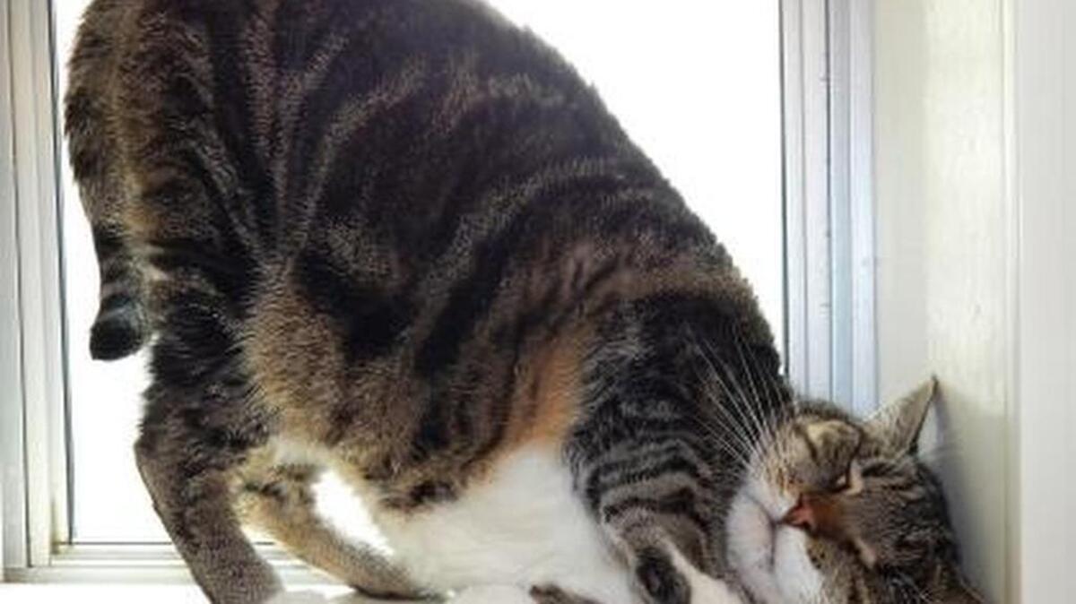Tiny is not tiny, but he’s such a love. He is a 6-year-old brown and white tabby. He gives head butts when he wants to be petted and has a wonderful purr.