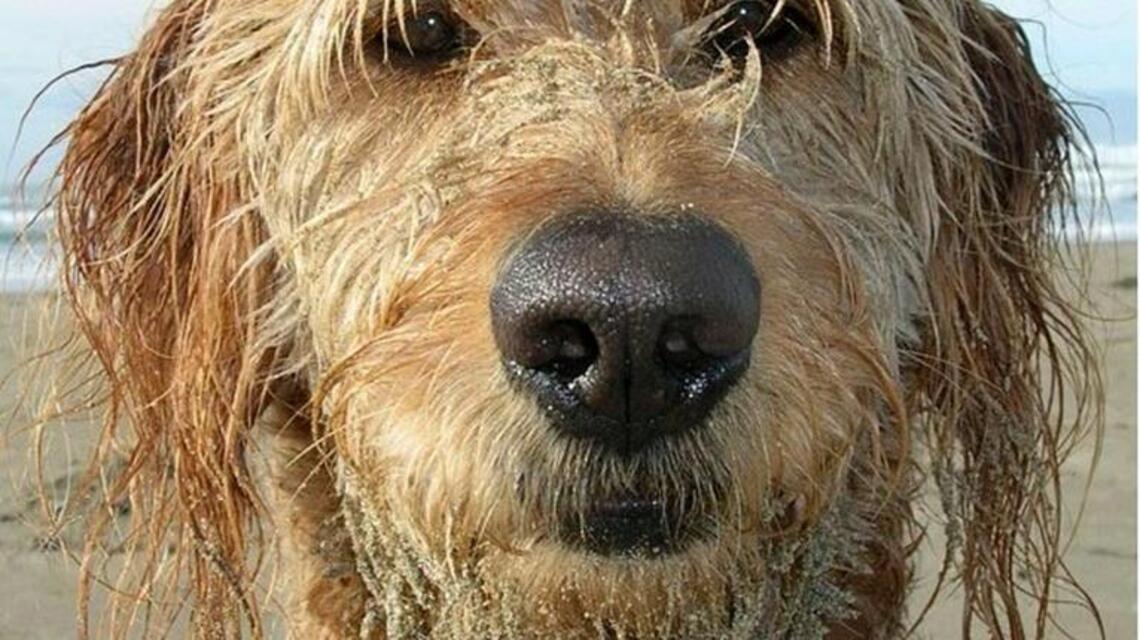 This dog’s a winner. Photo of Auburn-area pup scores owners a trip to the Oscars