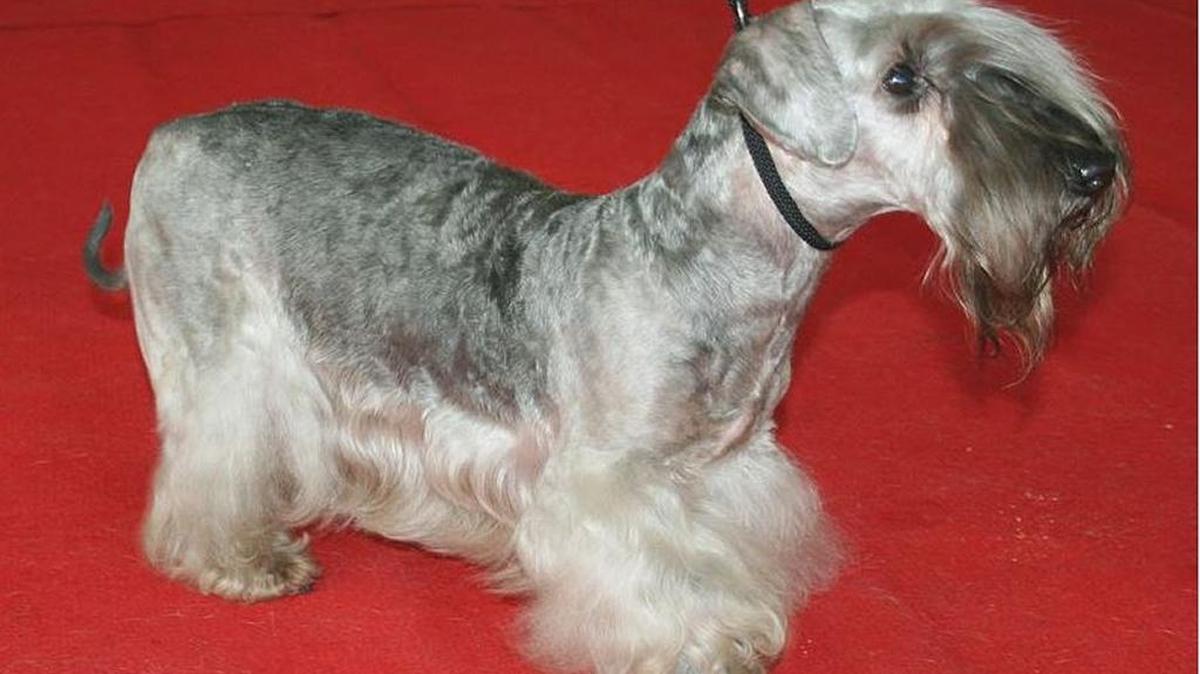 The Cesky terrier is a high-maintenance breed that requires constant grooming.