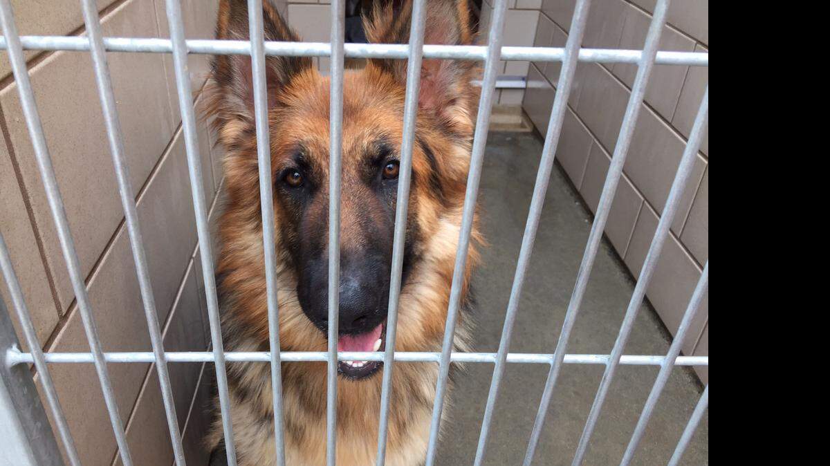 
A dog available for adoption at a local animal shelter in April.
