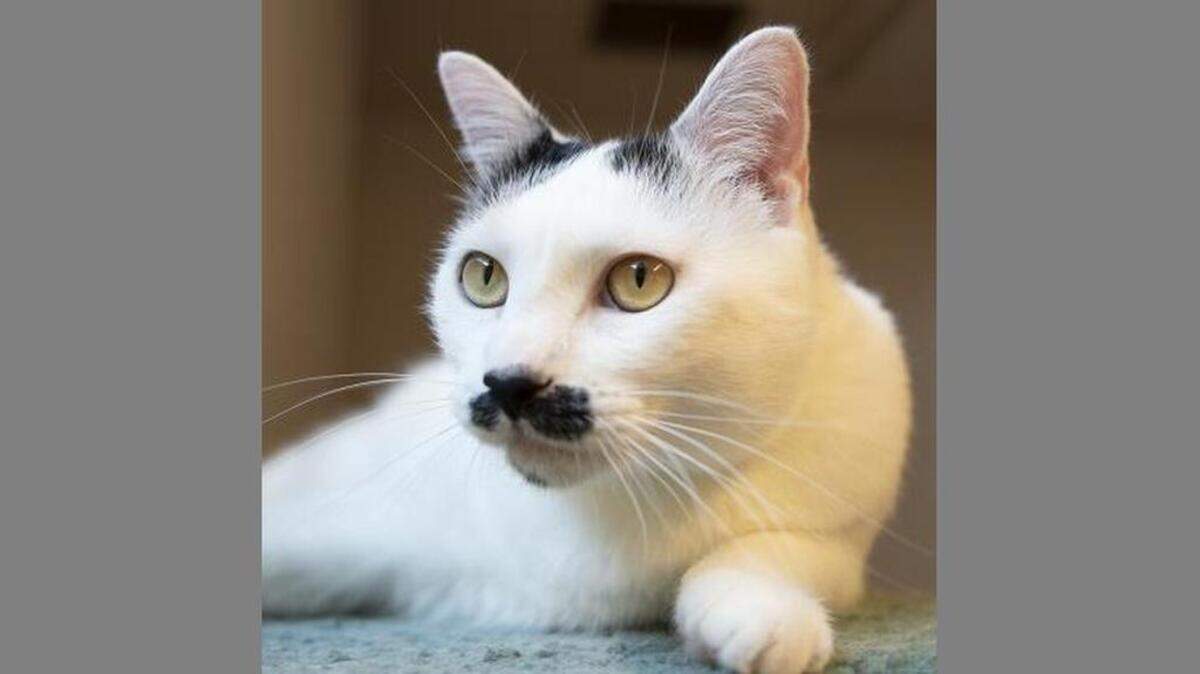 Stashy is a 6-year-old female domestic short hair/mix cat and she’s avaliable at the Sacramento SPCA.