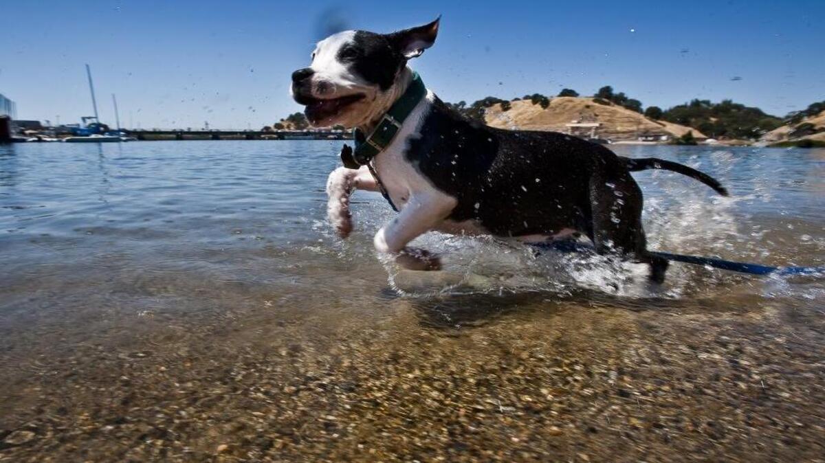 
In honor of National Dog Day, share a photo and/or a short video clip of your dog. Email sacbeephotos@gmail.com and include: your first and last name, your city, dog's name and then tell us what you love about your dog.
