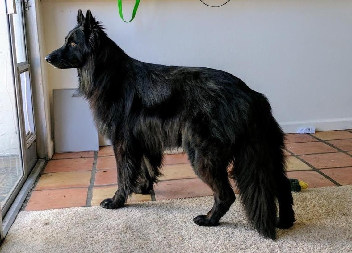 Yuna was reunited with her owner Tuesday night through the Nextdoor website