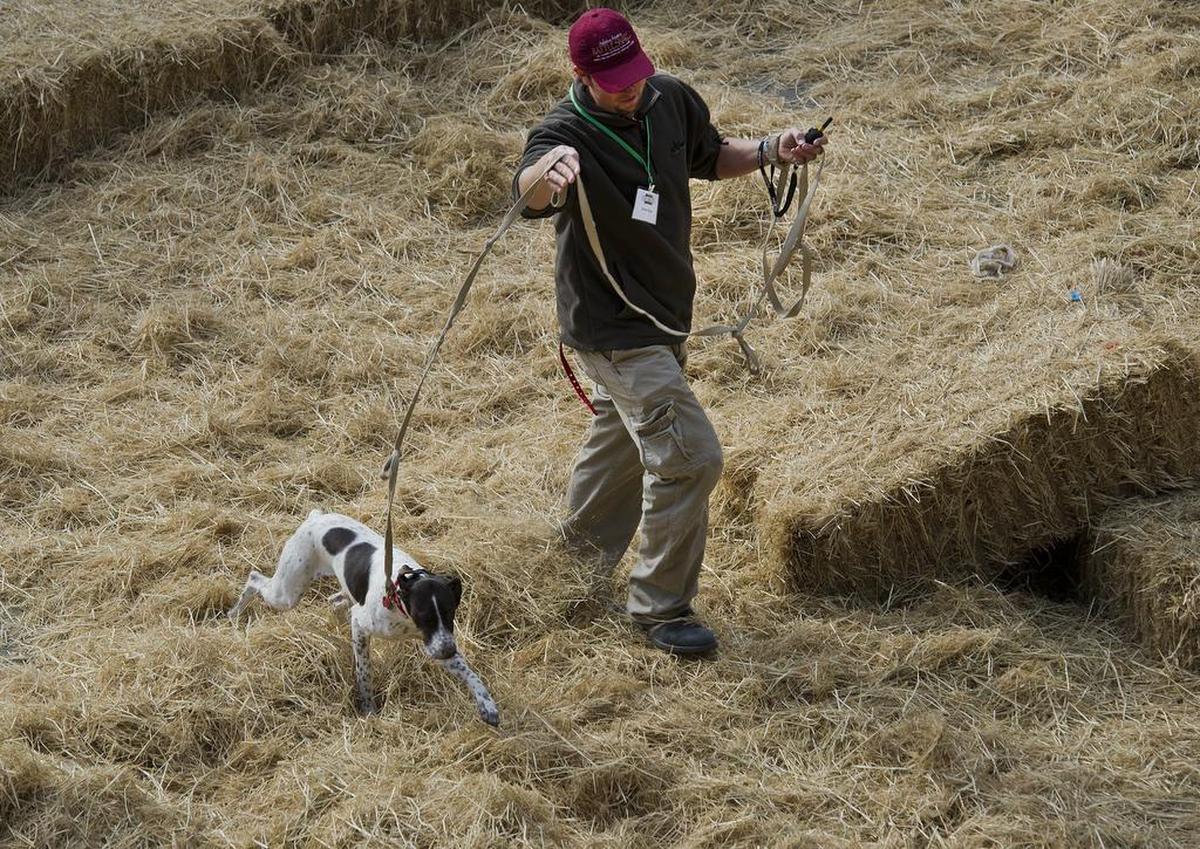 Erick Briggs cautiously guides Bill Templin’s dog, Cinder, through an exercise where he was teaching him to recognize and avoid rattlesnakes at Cal Expo in Sacramento in January 2013.
