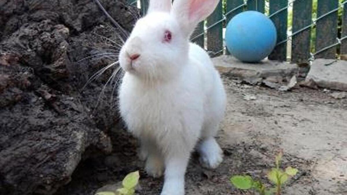
Ruby is a Chinchilla/American rabbit.
