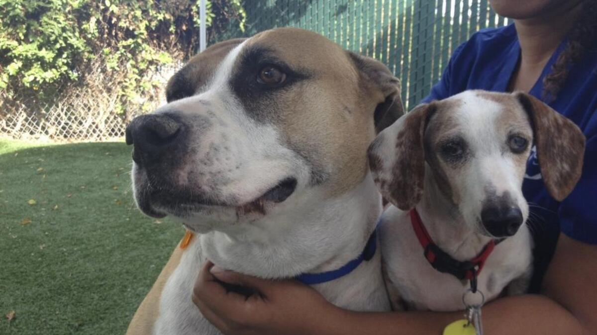 Due to a recent influx of dogs, the Sacramento SPCA reached its housing capacity Thursday, Feb. 4, 2016, and announced a temporary moratorium on accepting owner-relinquished dogs.