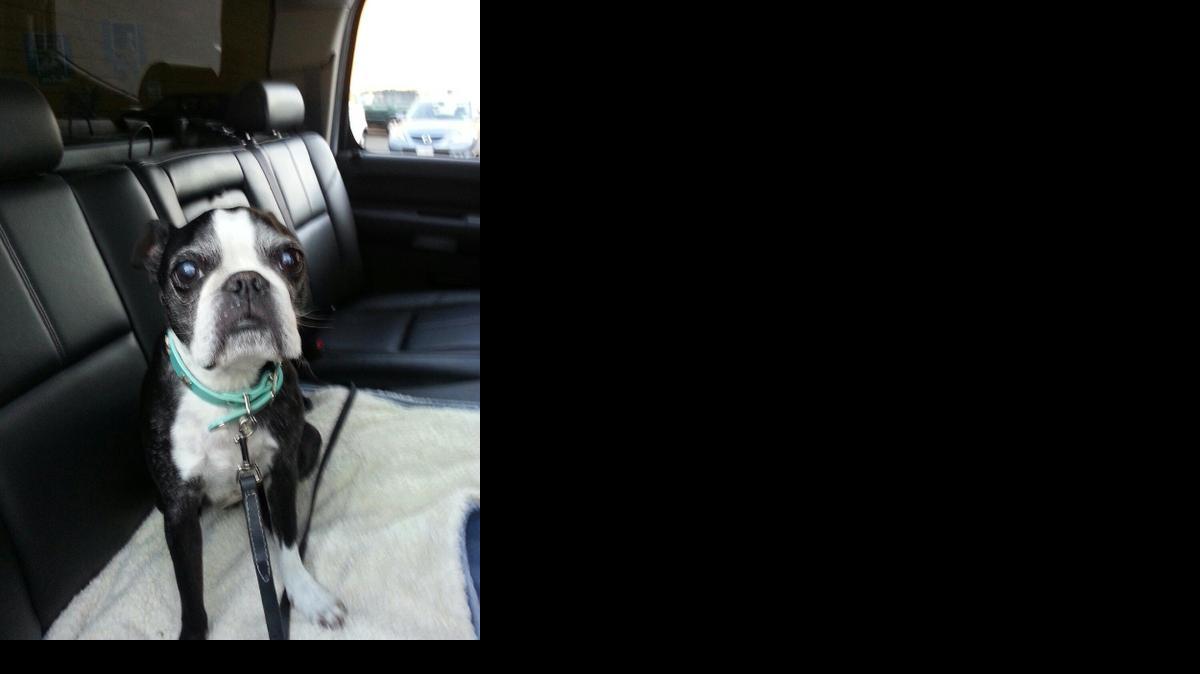 
Sam, a 13-year-old Boston terrier, fell 15 stories off a Sacramento balcony, into a jacuzzi, and survived. He suffered fractures to his ribs and pelvis. 
