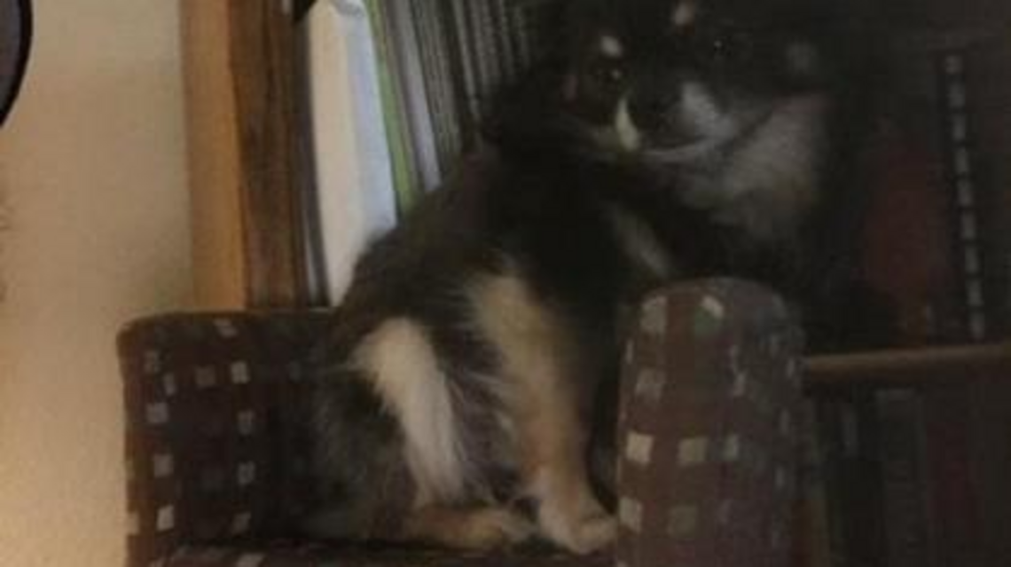 Have you seen Zero? How dog escaped from Sacramento animal shelter