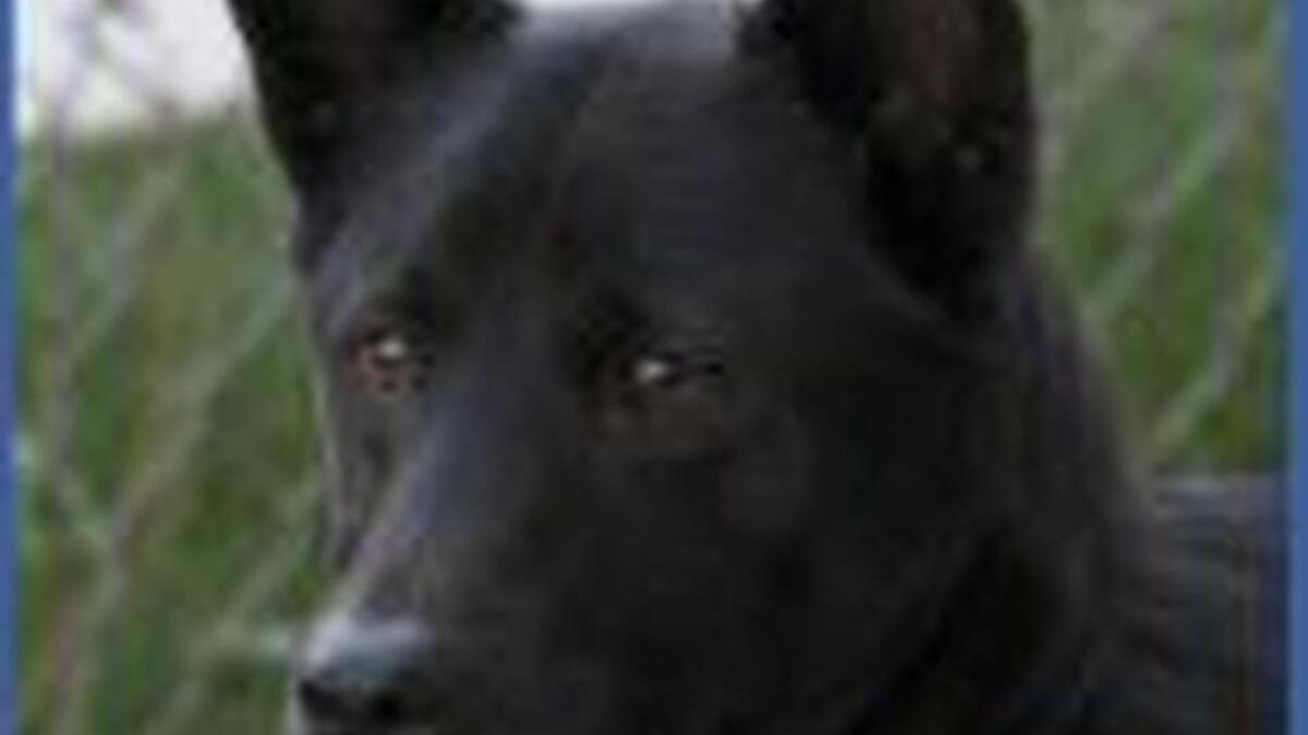 Caleb is a sweet, energetic and friendly 10-year-old Chow/Chow Mix.