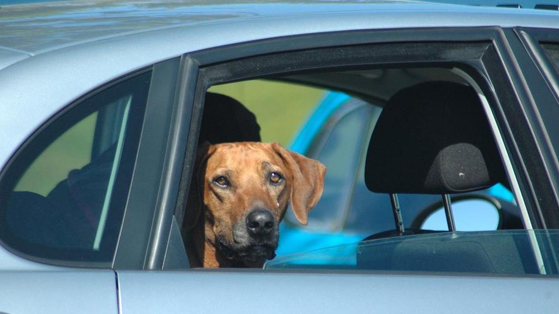 Can I break into a locked car to rescue a dog in Washington state? How law works