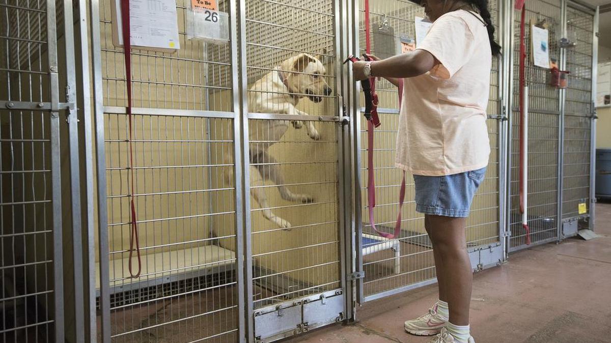 
Lizzy, a yellow lab, leaps with excitement before her walk Tuesday with volunteer Teresa Wilson.
