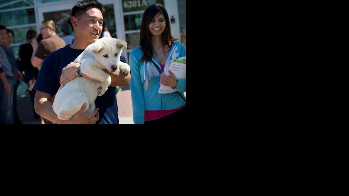 
Brandon Lum and Nora Lopez, right, leave the Sacramento SPCA, Thursday, March 26, 2015, with a new family member, “Hayden” a three-month-old Korean Jindo who was one of 57 dogs rescued from a South Korean dog meat farm by the Humane Society International. Lum and Lopez were first in line, camping out in front of the Sacramento SPCA at 5 a.m. Thursday morning.
