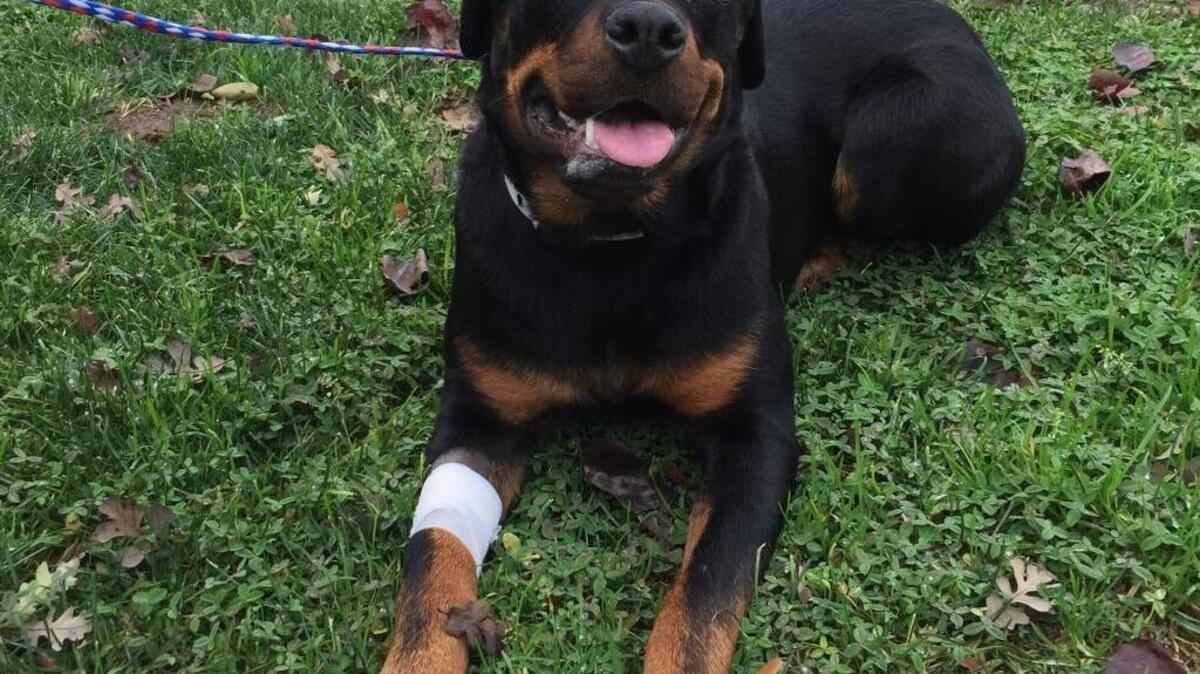 Ziba, an 8-month-old female Rottweiler, was accidentally hit by a car and suffered extensive injuries to her head four months ago. Her skull and jawbones were fractured in several areas, and brain damage was feared. Three months after surgery, the fractures were healing properly and there was no evidence of infection. On Friday, Feb. 5, 2016, Ziba was to be examined again as she makes her way toward recovery. “Dogs recover faster than humans,” said Boaz Arzi, assistant professor in the UC Davis Dentistry and Oral Surgery Service. “They don’t feel sorry for themselves. And it is something inherently related to survival.”