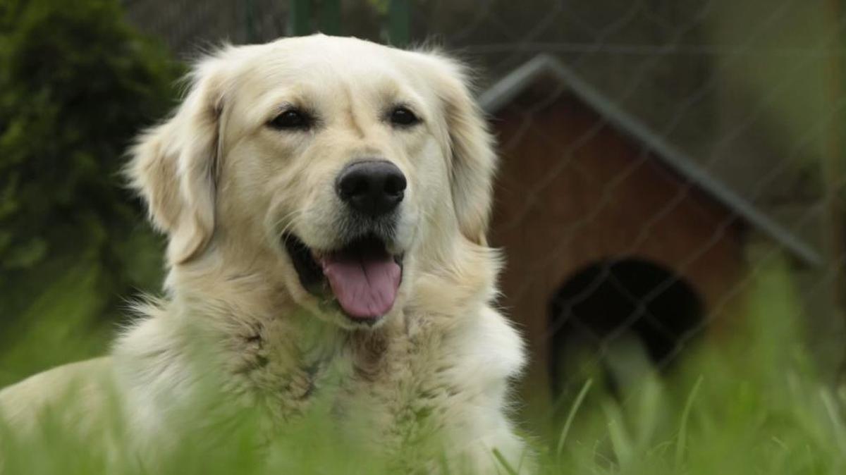 FILE -- A golden retriever.