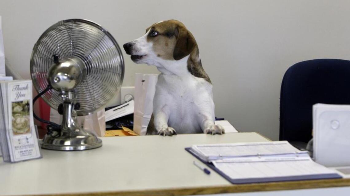 Woof! It’s Take Your Dog to Work Day today