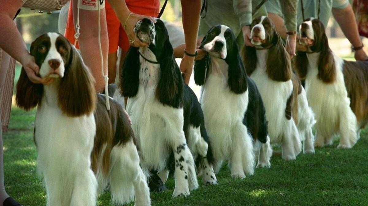 Male English Springer Spaniels are lined up with their owners.