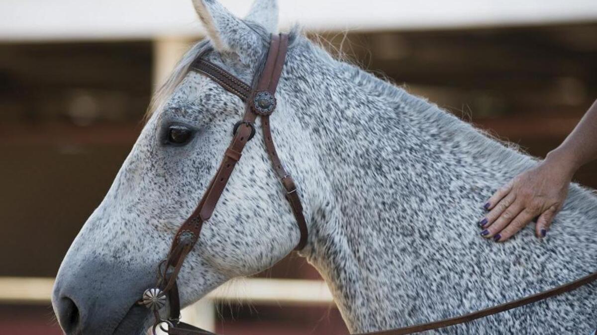 Rachelle Valente of Lake City pets a horse that she is riding as she searches for one to buy at the Western States Horse Expo 2016 at Cal Expo on Saturday, June 11, 2016. She was impressed with this gelding and said it was worth the asking price.