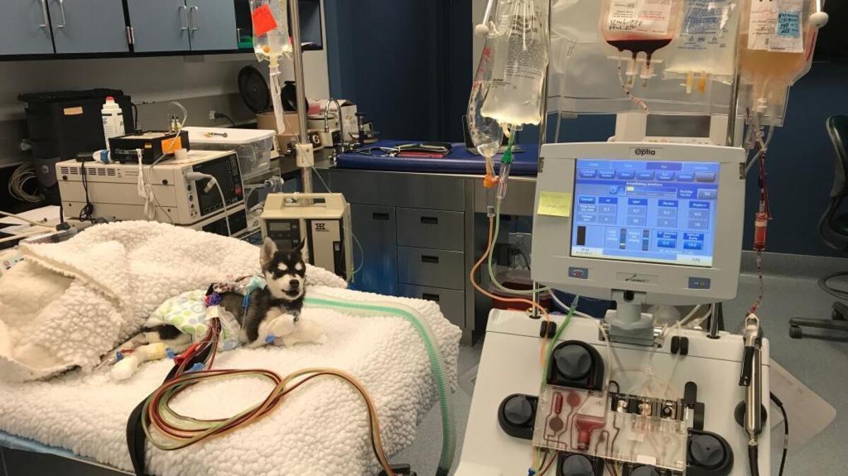 Doctors unsuccessfully attempted to treat Griffin, an 8-week-old Alaskan Klee Kai puppy, after he ate a “death cap” mushroom on Sunday.