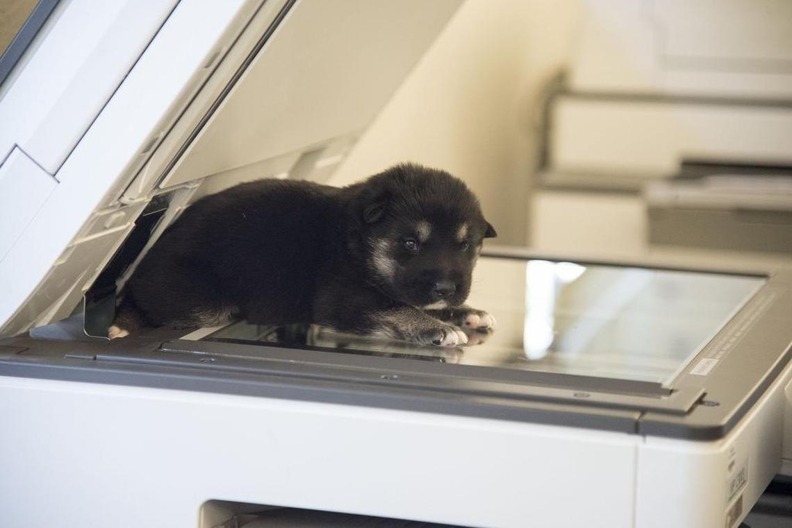 Foster cat coordinator Samantha Burgin’s foster puppy has his paws photocopied as a promotion for an upcoming adoption event.