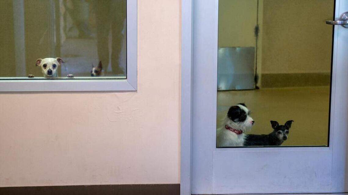 Sacramento animal shelter says it cut ties with CA rescue investigated for abuse