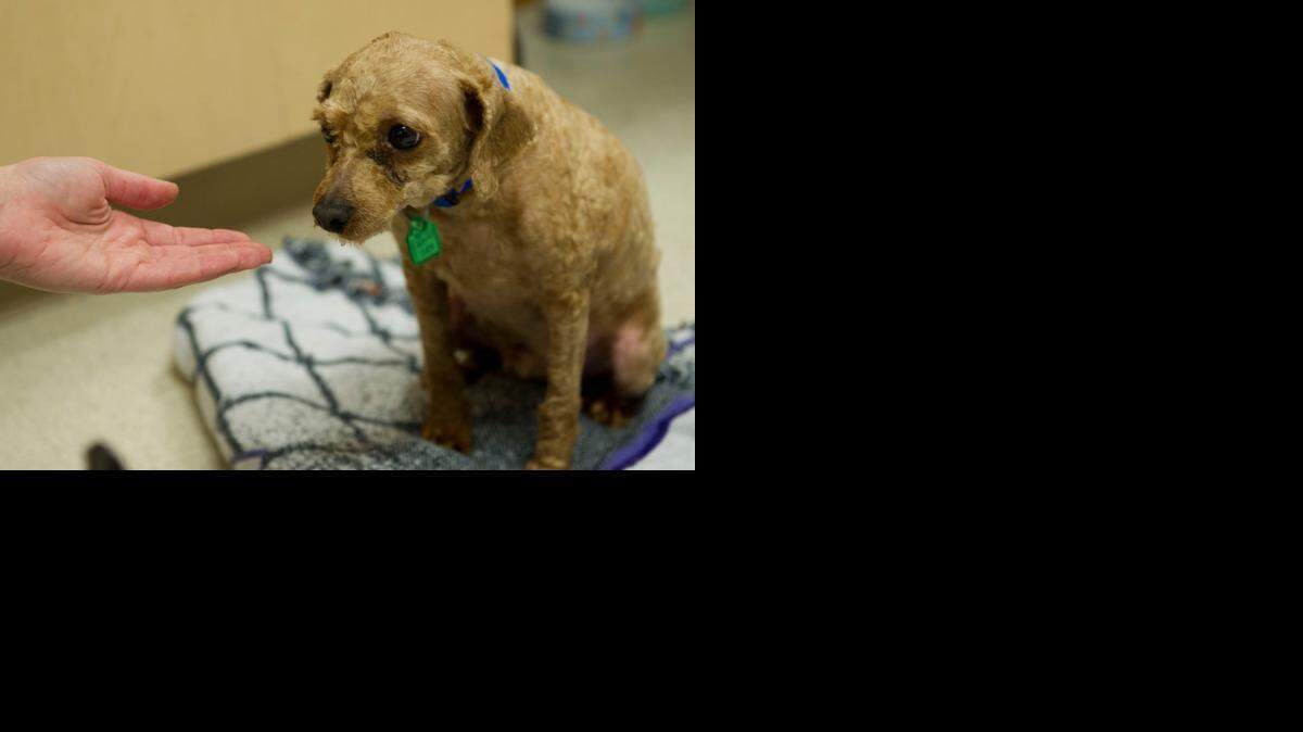 
A Sacramento SPCA staff member extends a trusting hand last week to a poodle named Bernie, rescued from a South Korean dog meat farm. Bernie’s hair was long and matted when he arrived.
