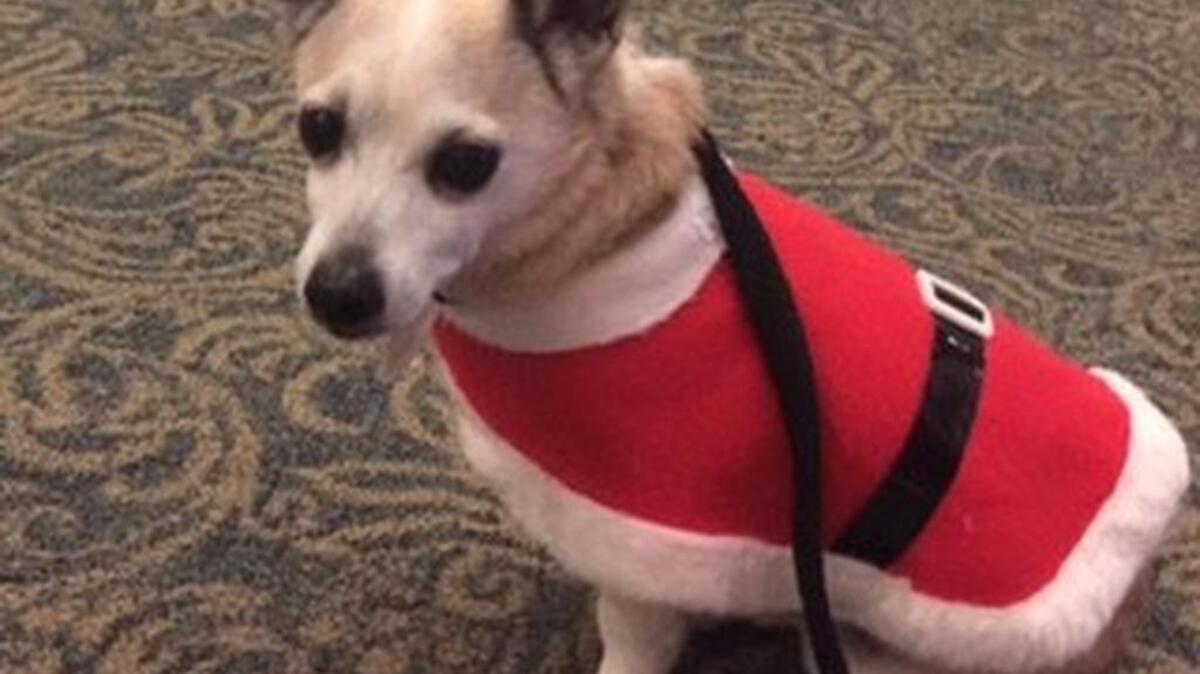 Chico