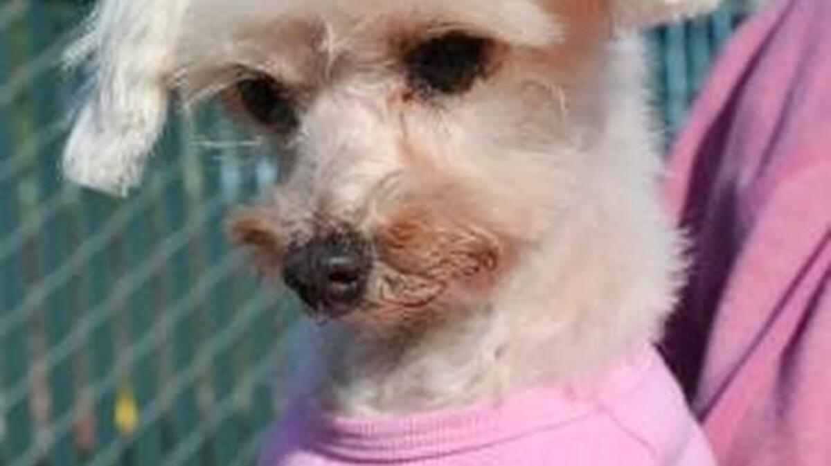 Molly is a 13-year-old Maltese/miniature poodle.