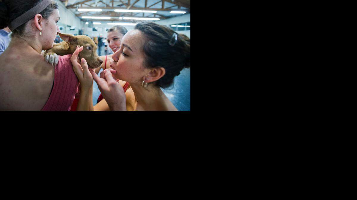 
Sacramento Ballet dancers, from left, Katie Miller, Lauryn Winterhalder and Karina Hagemeyer lavish attention on Muffin, an adoptable puppy from the Front Street Animal Shelter, during the “Nutcracker” ballet rehearsal in Sacramento earlier this month. Adoptable dogs from the shelter will be featured in the Sacramento Ballet’s performances of the “Nutcracker” this holiday season.
