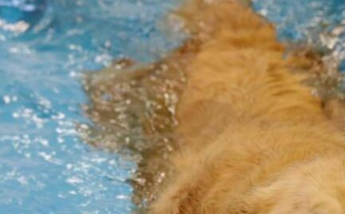 Golden retriever Ceili swims during exercise in a pool at the Morris Animal Inn on June 19, 2014 in Morristown, N.J.